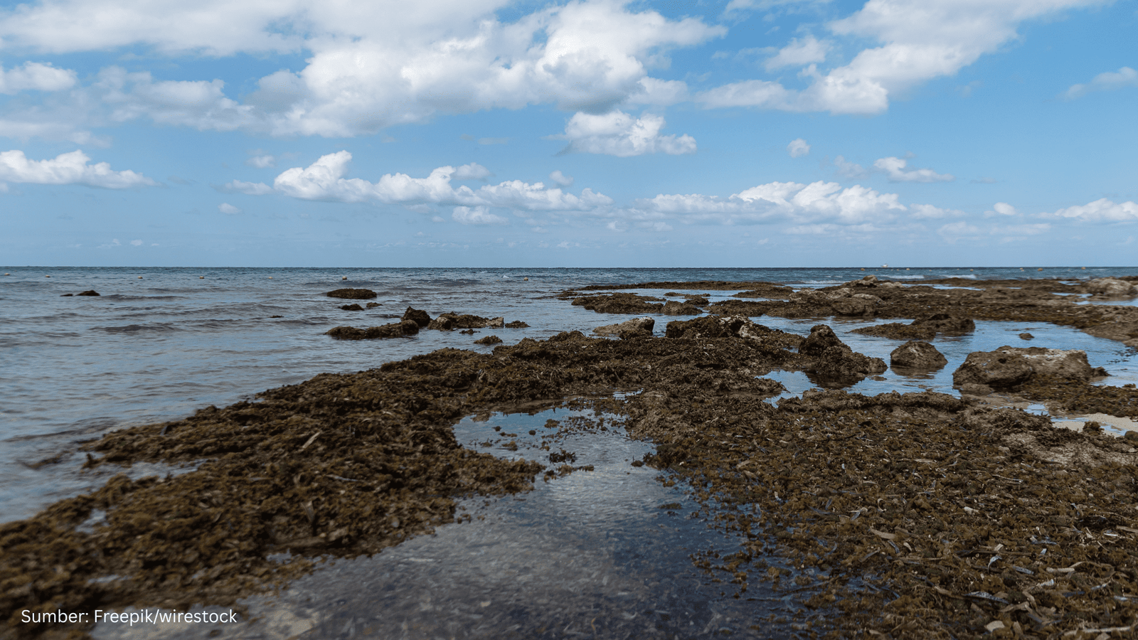 Peneliti Ungkap Jejak Perubahan Permukaan Laut dari Zaman Kambrium–Kenozoikum dengan Pemetaan